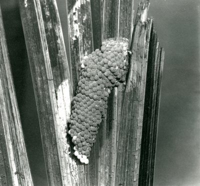 Eggs of the Channeled Applesnail at London Zoo, September 1923 by Frederick William Bond
